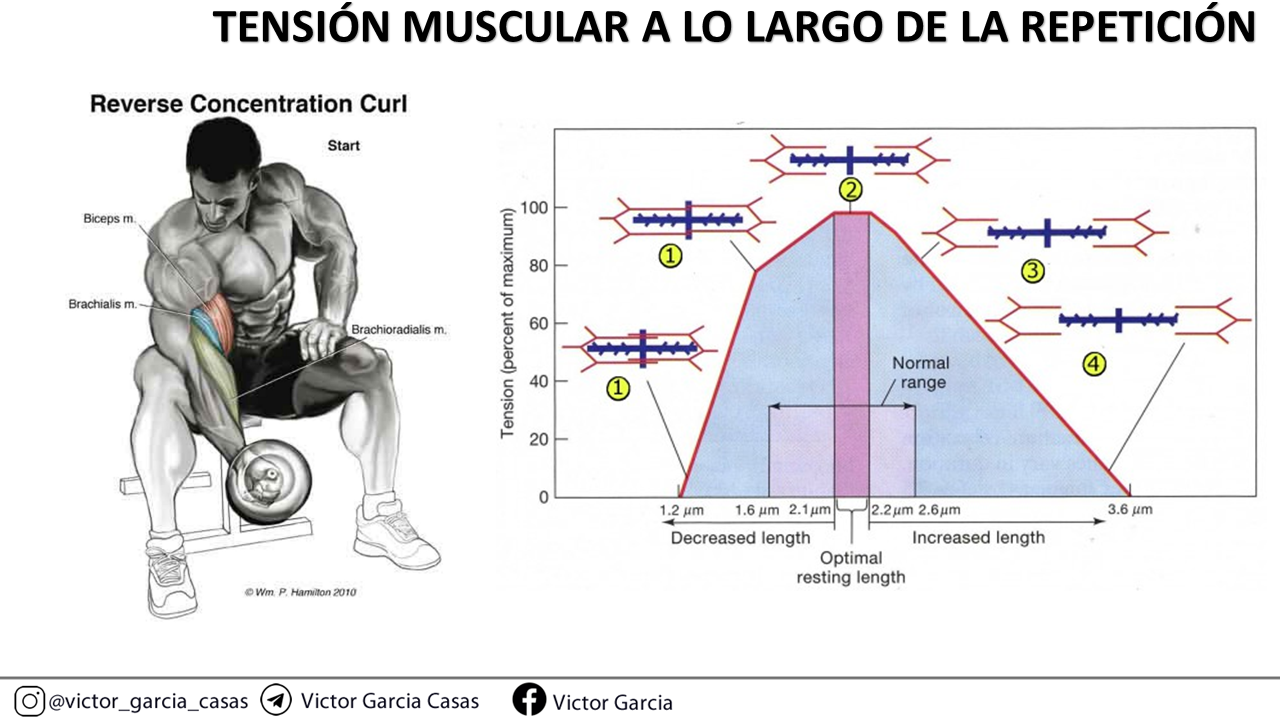 Diapositiva11
