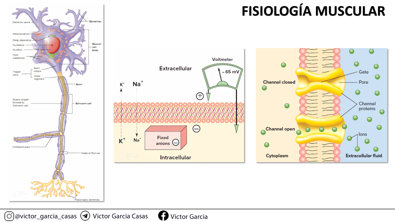 Diapositiva12