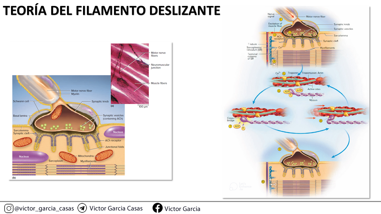 Diapositiva16